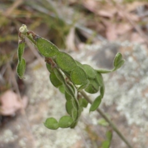 Oxytes brachypoda at Isaacs Ridge - 15 Dec 2015 08:32 AM