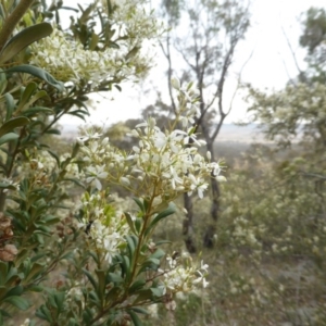 Bursaria spinosa at Isaacs Ridge - 15 Dec 2015 08:27 AM