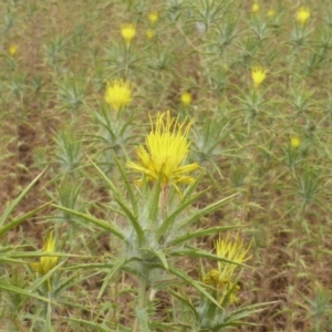 Carthamus lanatus at Isaacs Ridge - 15 Dec 2015