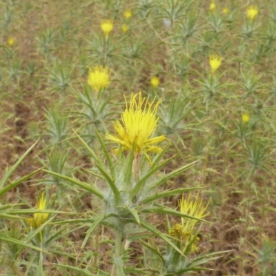 Carthamus lanatus (Saffron Thistle) at Isaacs Ridge - 15 Dec 2015 by Mike