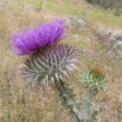 Onopordum acanthium (Scotch Thistle) at Jerrabomberra, ACT - 14 Dec 2015 by Mike