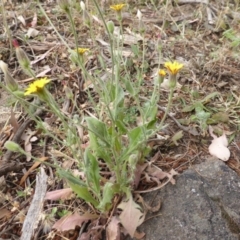 Crepis foetida subsp. foetida (Stinking Hawksbeard) at Isaacs Ridge - 14 Dec 2015 by Mike