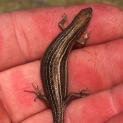 Acritoscincus duperreyi (Eastern Three-lined Skink) at Namadgi National Park - 19 Dec 2015 by jackfrench