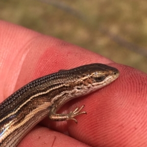 Acritoscincus duperreyi at Rendezvous Creek, ACT - 19 Dec 2015