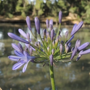 Agapanthus praecox subsp. orientalis at Gordon, ACT - 19 Dec 2015