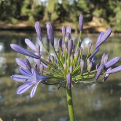 Agapanthus praecox subsp. orientalis (Agapanthus) at Point Hut Pond - 19 Dec 2015 by MichaelBedingfield