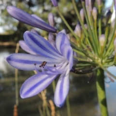 Agapanthus praecox subsp. orientalis at Gordon, ACT - 19 Dec 2015 06:22 PM