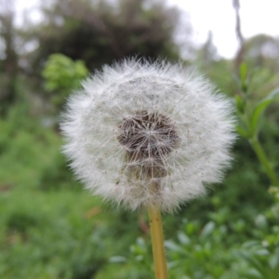 Taraxacum sp. (Dandelion) at Gordon, ACT - 4 Nov 2015 by MichaelBedingfield