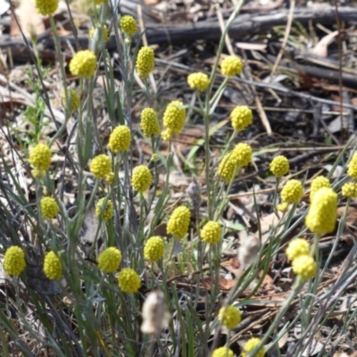 Calocephalus citreus (Lemon Beauty Heads) at Isaacs Ridge Offset Area - 20 Dec 2015 by Mike
