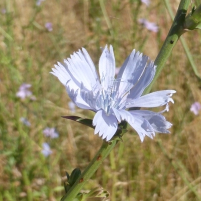 Cichorium intybus (Chicory) at Jerrabomberra, ACT - 19 Dec 2015 by Mike