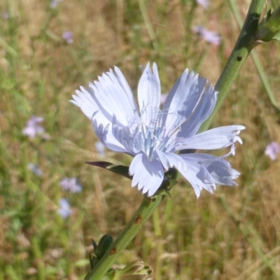 Cichorium intybus (Chicory) at Jerrabomberra, ACT - 20 Dec 2015 by Mike