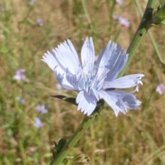 Cichorium intybus (Chicory) at Jerrabomberra, ACT - 19 Dec 2015 by Mike