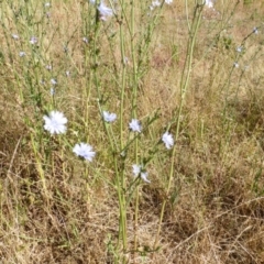 Cichorium intybus at Jerrabomberra, ACT - 20 Dec 2015