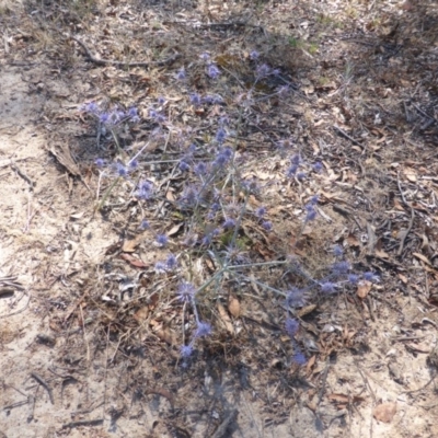 Eryngium ovinum (Blue Devil) at Isaacs Ridge Offset Area - 20 Dec 2015 by Mike