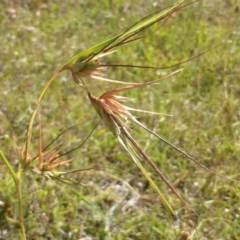 Themeda triandra (Kangaroo Grass) at Jerrabomberra, ACT - 19 Dec 2015 by Mike