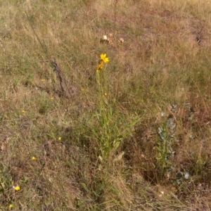 Coreopsis lanceolata at Isaacs Ridge Offset Area - 20 Dec 2015 09:14 AM