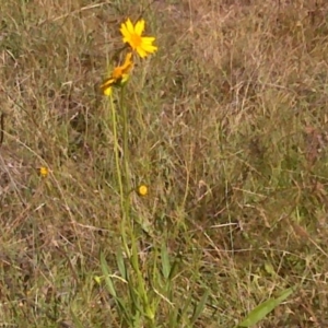 Coreopsis lanceolata at Isaacs Ridge Offset Area - 20 Dec 2015 09:14 AM