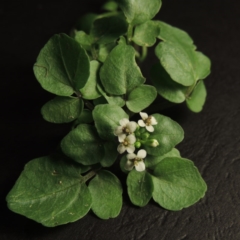 Rorippa nasturtium-aquaticum (Watercress) at Gordon, ACT - 20 Dec 2015 by MichaelBedingfield