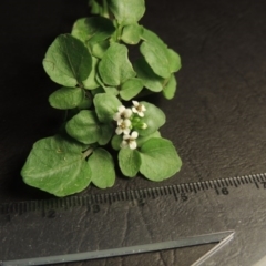 Rorippa nasturtium-aquaticum at Gordon, ACT - 20 Dec 2015