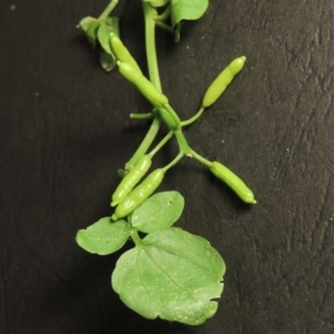 Rorippa nasturtium-aquaticum at Gordon, ACT - 20 Dec 2015 09:44 PM