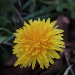 Taraxacum sp. (Dandelion) at Mount Ainslie to Black Mountain - 8 Jul 2015 by michaelb