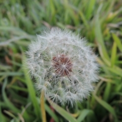 Taraxacum sp. at Canberra, ACT - 8 Jul 2015 06:12 PM