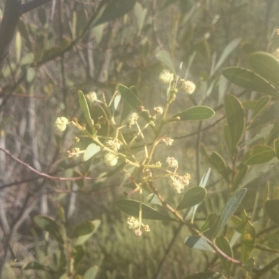 Acacia penninervis var. penninervis (Hickory Wattle) at Paddys River, ACT - 19 Dec 2015 by gregbaines