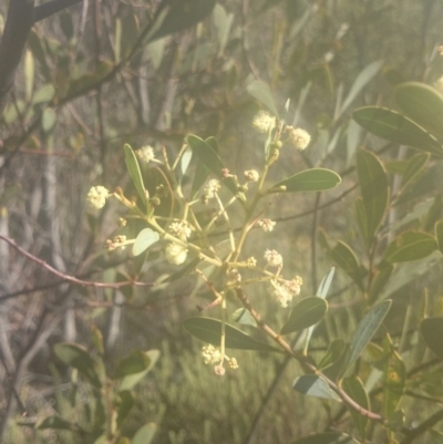 Acacia penninervis var. penninervis (Hickory Wattle) at Paddys River, ACT - 18 Dec 2015 by gregbaines