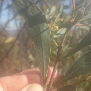 Acacia penninervis var. penninervis at Paddys River, ACT - 19 Dec 2015