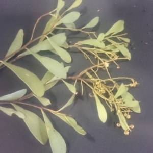 Acacia penninervis var. penninervis at Paddys River, ACT - 19 Dec 2015 12:00 AM