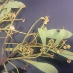 Acacia penninervis var. penninervis at Paddys River, ACT - 19 Dec 2015