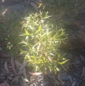 Grevillea ramosissima subsp. ramosissima at Paddys River, ACT - 19 Dec 2015