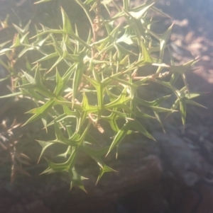 Grevillea ramosissima subsp. ramosissima at Paddys River, ACT - 19 Dec 2015
