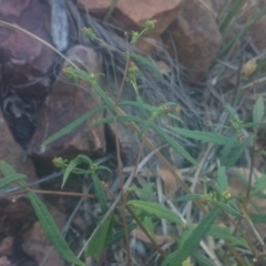 Sigesbeckia australiensis (Cobber Weed) at Paddys River, ACT - 19 Dec 2015 by gregbaines