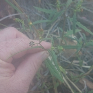 Sigesbeckia australiensis at Paddys River, ACT - 19 Dec 2015