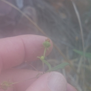 Sigesbeckia australiensis at Paddys River, ACT - 19 Dec 2015 12:00 AM