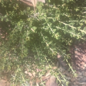 Phyllanthus occidentalis at Paddys River, ACT - 19 Dec 2015