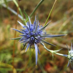 Eryngium ovinum at Cook, ACT - 21 Dec 2015