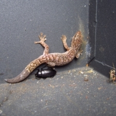 Christinus marmoratus (Southern Marbled Gecko) at Cook, ACT - 20 Dec 2015 by CathB