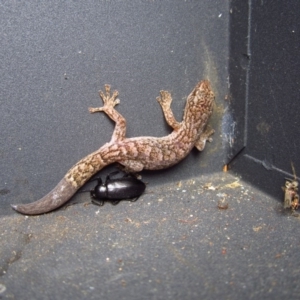 Christinus marmoratus at Cook, ACT - 21 Dec 2015 10:37 AM