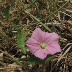 Convolvulus angustissimus subsp. angustissimus (Australian Bindweed) at Gordon, ACT - 4 Nov 2015 by MichaelBedingfield