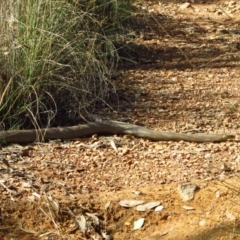 Pseudonaja textilis (Eastern Brown Snake) at Aranda Bushland - 17 Mar 2012 by CathB
