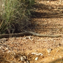 Pseudonaja textilis (Eastern Brown Snake) at Belconnen, ACT - 17 Mar 2012 by CathB