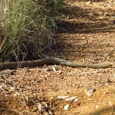 Pseudonaja textilis (Eastern Brown Snake) at Belconnen, ACT - 17 Mar 2012 by CathB