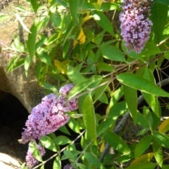 Buddleja davidii (Buddleja, Buddleia, Butterfly Bush) at Fadden Hills Pond - 19 Dec 2015 by ArcherCallaway