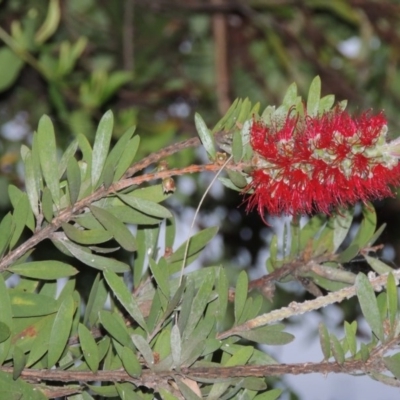 Melaleuca citrina (Crimson Bottlebrush) at Point Hut Pond - 4 Nov 2015 by michaelb