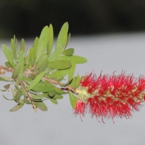 Callistemon citrinus at Gordon, ACT - 4 Nov 2015