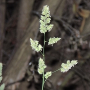 Dactylis glomerata at Gordon, ACT - 4 Nov 2015 07:29 PM