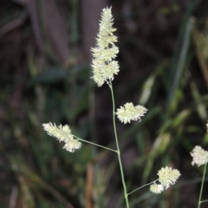 Dactylis glomerata at Gordon, ACT - 4 Nov 2015 07:29 PM