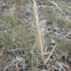 Dichelachne crinita (Long-hair Plume Grass) at Campbell, ACT - 22 Dec 2015 by SilkeSma